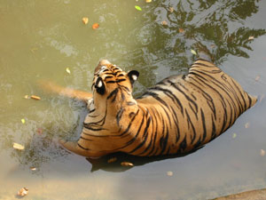 ,تایلند / پاتایا / باغ وحش ببرها(Thailand / Pattaya / Sriracha Tiger Zoo),این باغ وحش دارای بیش از ۲۰۰ ببر بنگال و صد هزار تمساح است و در کنار آن نیزدارای گونه های مختلفی از حیوانات دیگر است که سرگرمی های متعددی را برای گردشگران فراهم می کند.,