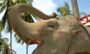 ,تایلند / پوکت / فيل سواري در تنداب در جزيره(Thailand / Phuket / Phuket Elephant Trekking),علاقه مندان به فیل سواری، در جزیره پوکت نوعی متفاوت از سواری را بر روی این حیوان عظیم الجثه در جنگل تجربه می کنند.,