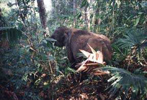 تایلند / پوکت / فيل سواري در تنداب در جزيره(Thailand / Phuket / Phuket Elephant Trekking)