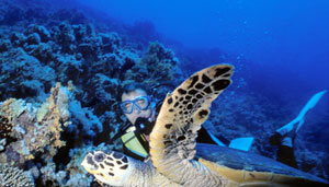 تایلند / پاتایا / غواصي در زير آب(Thailand / Pattaya / Scuba Diving pattaya)