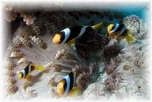 تایلند / پاتایا / غواصي در زير آب(Thailand / Pattaya / Scuba Diving pattaya)