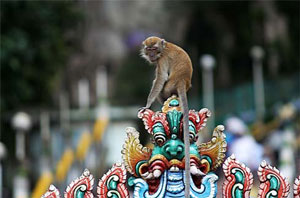 مالزی / کوالالامپور / غار باتو(Malaysia / Kuala lumpur / Batu Caves)