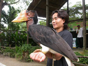 ,مالزی / پنانگ / باغ پرندگان(Malaysia / Penang / penang bird park),اولین و بزرگترین پارک پرنده در مالزی است که در سال 1988 در زمینی به مساحت 5 هکتار با وجود بیش از 300 گونه از پرندگان مختلف جهان که 150 گونه آن متعلق به مالزی است، واقع شده است.,