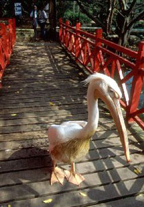 مالزی / پنانگ / باغ پرندگان(Malaysia / Penang / penang bird park)