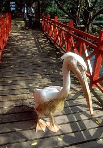 مالزی / پنانگ / باغ پرندگان(Malaysia / Penang / penang bird park)