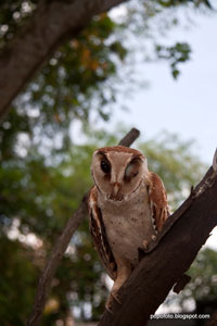 مالزی / پنانگ / باغ پرندگان(Malaysia / Penang / penang bird park)