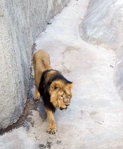 ,روسیه / مسکو / باغ وحش مسکو(Russian / Moscow / Moscow Zoo),باغ وحش مسکو با بیش از ۵۰۰۰ گونه از انواع مختلف جانوران دنیا,