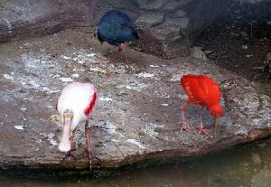 روسیه / مسکو / باغ وحش مسکو(Russian / Moscow / Moscow Zoo)