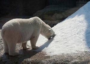 روسیه / مسکو / باغ وحش مسکو(Russian / Moscow / Moscow Zoo)