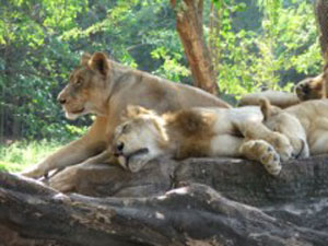 تایلند / بانکوک / دنياي وحش(Thailand / Bangkok / bangkok Wildlife park)