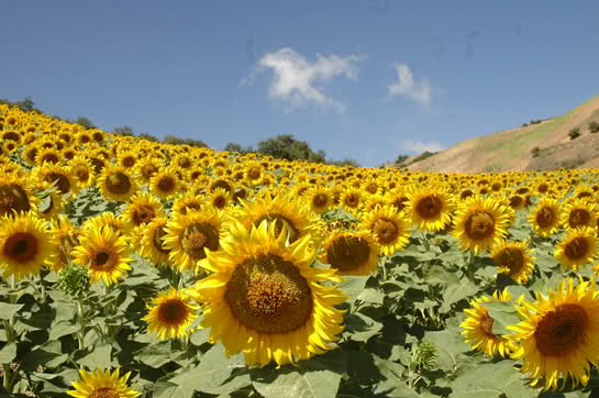 روستای توریان قشم